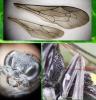 Nysson trimaculatus